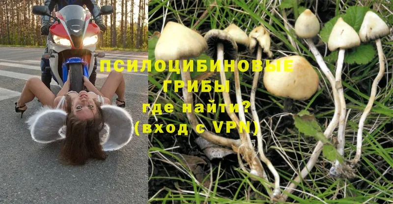 Галлюциногенные грибы MAGIC MUSHROOMS  кракен как зайти  Майский 